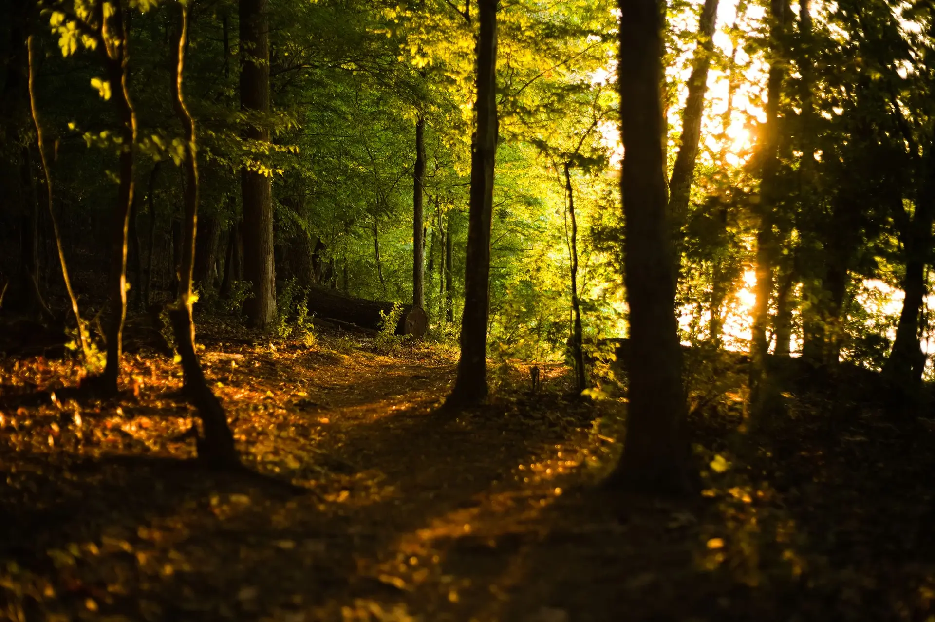 Morning sunlight passing through trees in a green forest