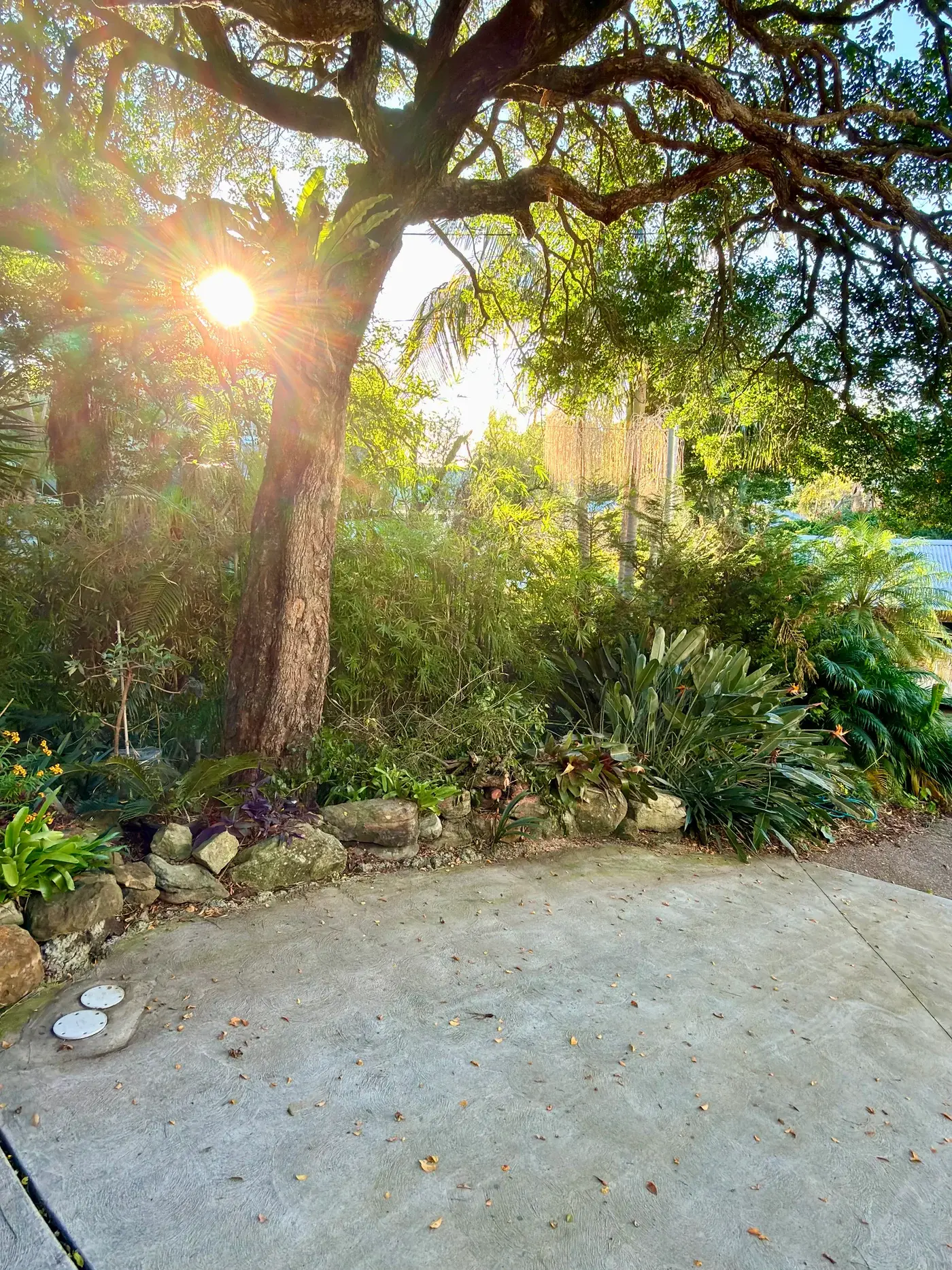 Sunlight across a garden path surrounded by palms and foliage